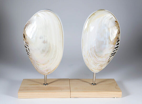 Pair of Mounted Abalone Shells