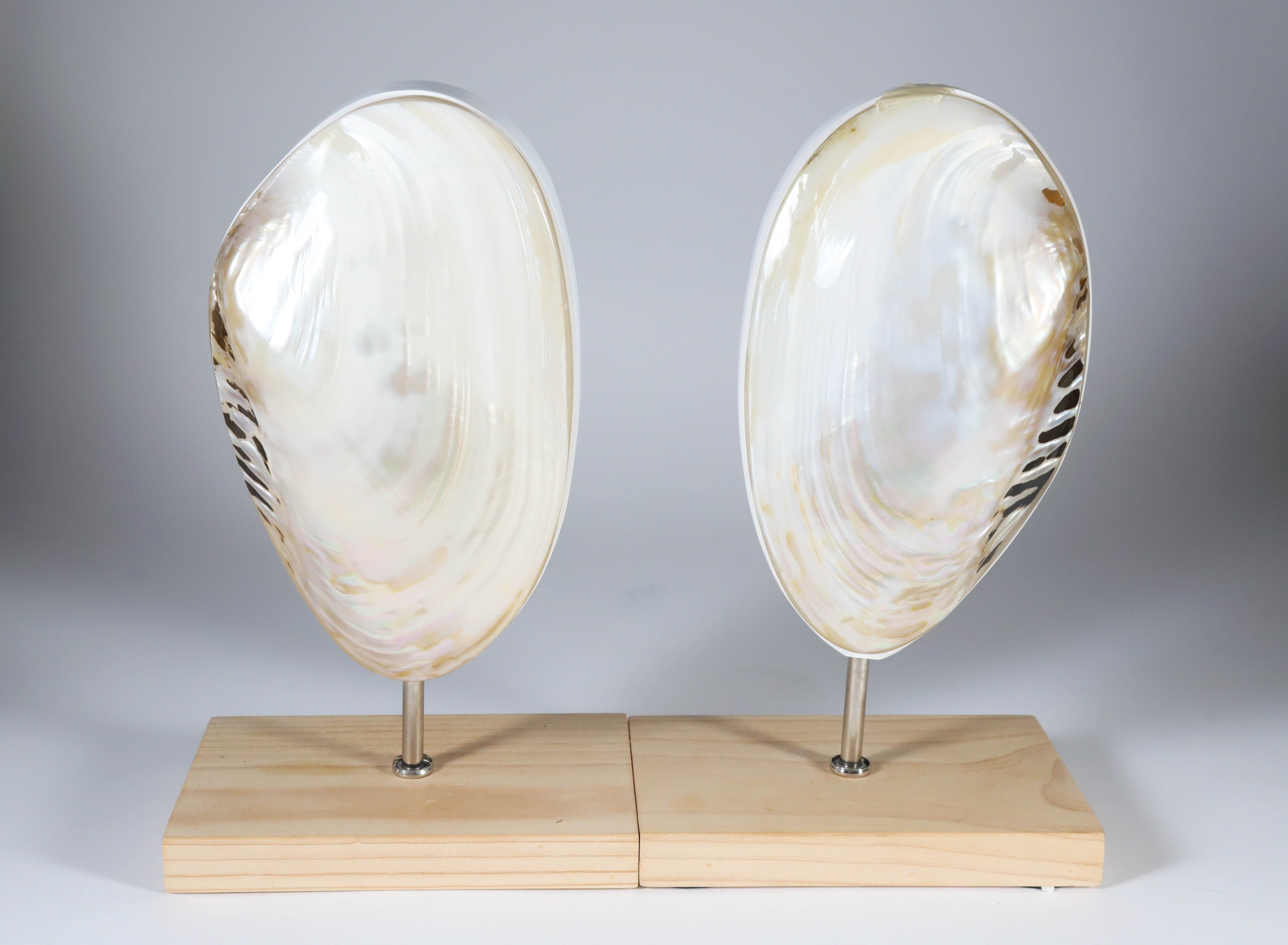 Albone Shells Pair of Mounted Abalone Shells - Pair of Mounted Abalone Shells ...