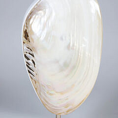 Pair of Mounted Abalone Shells