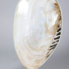 Pair of Mounted Abalone Shells