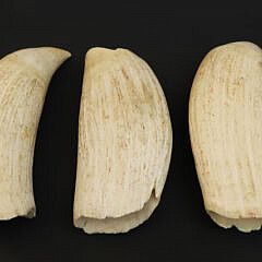3 Antique Raw Whale