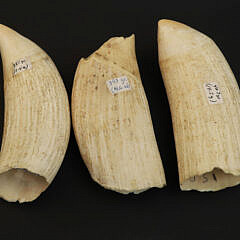 3 Raw Antique Whale’s Teeth, 19th Century