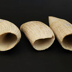 3 Raw Antique Whale’s Teeth, 19th Century