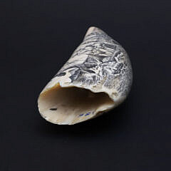 Fine Contemporary Scrimshaw Whale’s Tooth, mid 20th Century
