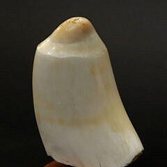 Fine Contemporary Scrimshaw Whale’s Tooth, mid 20th Century