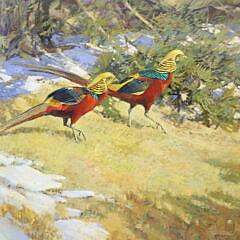 Stephen C. Elliott Oil on Board “Golden Pheasant”