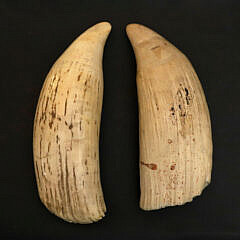 Two Antique Raw Whale