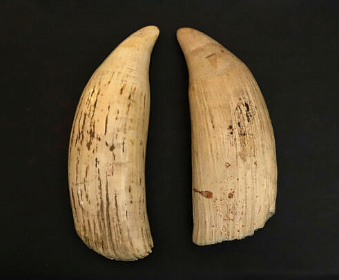 Two Antique Raw Whale