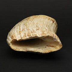 Fine B. Sielicki Contemporary Scrimshaw Whale’s Tooth, mid 20th Century