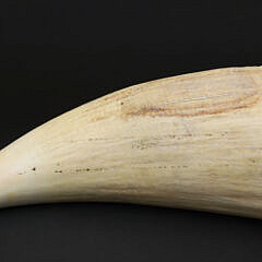 Fine Contemporary Scrimshaw Whale’s Tooth, Mid 20th Century