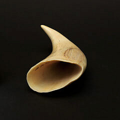 Fine Contemporary Scrimshaw Whale’s Tooth, Mid 20th Century