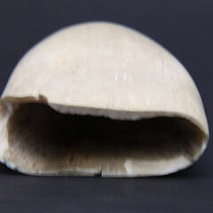 Scrimshaw Antique Whale’s Tooth “Marblehead”, 19th Century