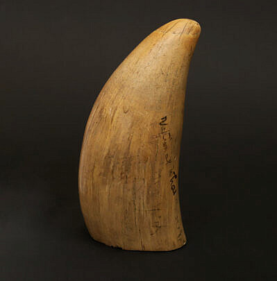 Antique Whales Tooth, 19th Century