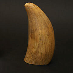 Antique Whale’s Tooth, 19th Century