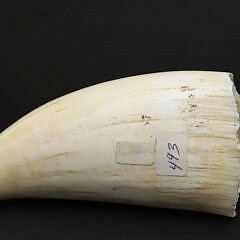 Contemporary Scrimshaw and Polychromed Whale’s Tooth, 20th Century