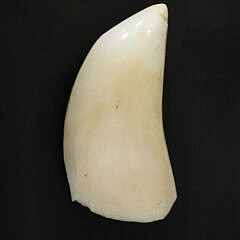 Antique Half Polished Whale