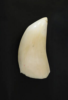 Antique Half Polished Whale