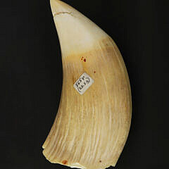 Half Polished Antique Whale’s Tooth, 19th Century