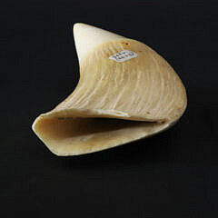 Half Polished Antique Whale’s Tooth, 19th Century