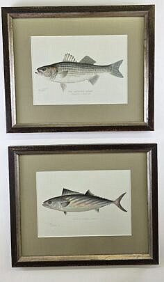 4523-955 Denton Fish Prints A