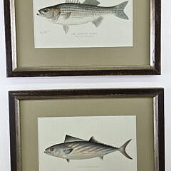 4523-955 Denton Fish Prints A