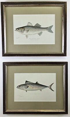 Two Sherman Foote Denton Fish Chromolithographs