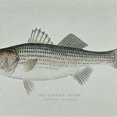 Two Sherman Foote Denton Fish Chromolithographs
