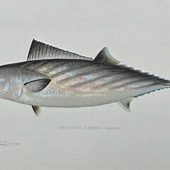 Two Sherman Foote Denton Fish Chromolithographs