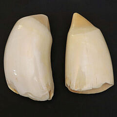 Two Antique Polished Whale