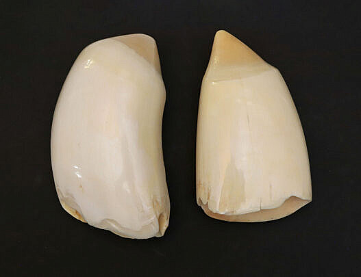 Two Antique Polished Whale