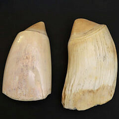 Two Antique Polished Whale’s Teeth, 19th Century