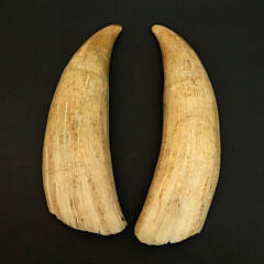 Pair of Antique Whale