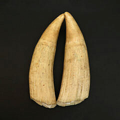 Pair of Raw Antique Whale’s Teeth, 19th Century, from the Barbara Johnson Collection