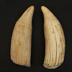 Two Antique Raw Whale’s Teeth, 19th Century