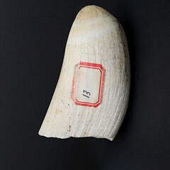 Fine Frank Barcelos Contemporary Scrimshaw Whale’s Tooth, Mid 20th Century