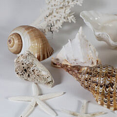 Assorted Collection of 15 Sea Shells and Coral