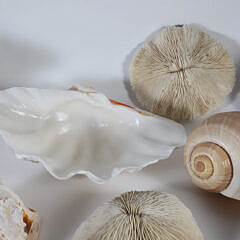 Assorted Collection of 15 Sea Shells and Coral