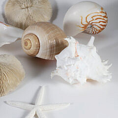 Assorted Collection of 15 Sea Shells and Coral