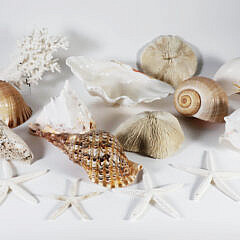 289-2574 Seashell Collection A 9959_3 JPG