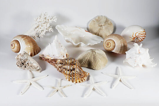 289-2574 Seashell Collection A 9959_3 JPG