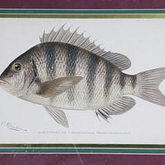 Four Matted and Framed Denton Fish Lithographs