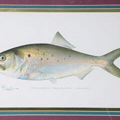 Four Matted and Framed Denton Fish Lithographs