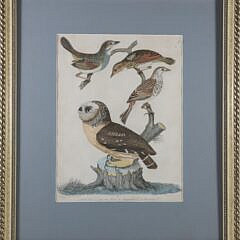 Alexander Wilson Colored Print of Owl and Birds