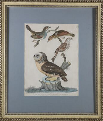 Alexander Wilson Print of Owl and Birds, with article about Wilson and his birds attached to back of painting