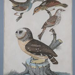 Alexander Wilson Colored Print of Owl and Birds