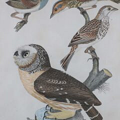 Alexander Wilson Colored Print of Owl and Birds