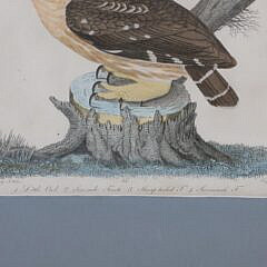 Alexander Wilson Colored Print of Owl and Birds
