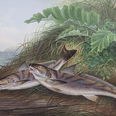 Pair of Samuel A. Kilbourne Chromolithographs “Portrait of Fish”