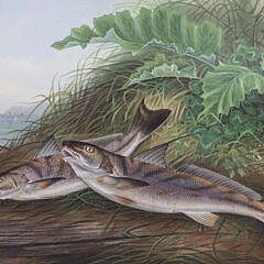 Pair of Samuel A. Kilbourne Chromolithographs “Portrait of Fish”