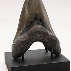 Antique Magalodon Tooth with Fibers on Custom Stand